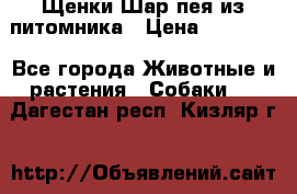 Щенки Шар пея из питомника › Цена ­ 25 000 - Все города Животные и растения » Собаки   . Дагестан респ.,Кизляр г.